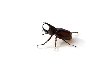 Rhinoceros beetle or Hercules beetle isolated on white
