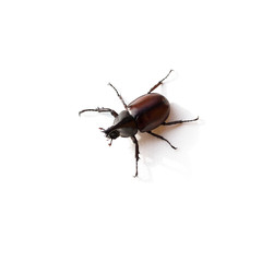 Rhinoceros beetle or Hercules beetle isolated on white