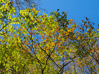 Colourful changing autumn fall leaves.