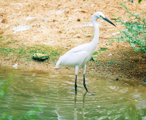 lovely good looking stork