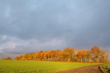pas drzew wzdłuż pola na tle zachmurzonego nieba jesienią - obrazy, fototapety, plakaty