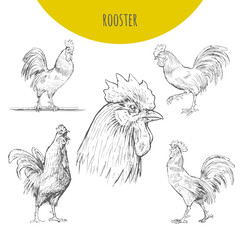 Fototapeta na wymiar Rooster cock vector isolated sketch set. New Year Symbol