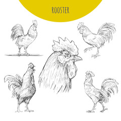 Rooster cock vector isolated sketch set. New Year Symbol