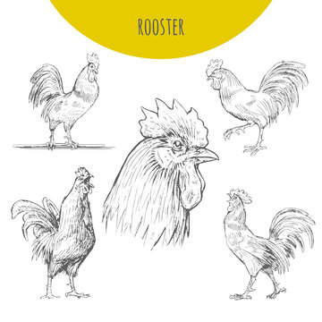 Rooster cock vector isolated sketch set. New Year Symbol
