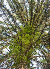 Tree climbing parasite plant