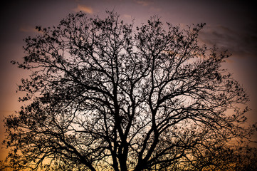 Tree silhouette in low light