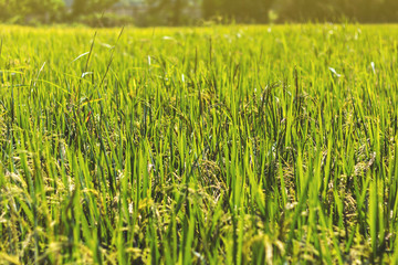 Rice plant in paddy field in Thailand