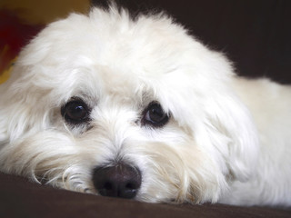 Foreground of maltese dog