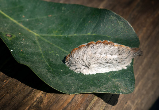 Caterpillar Of The Southern Flannel Moth On Oak Leaf. Venomous S