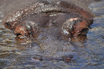 Hippo. Floating in the water a large animal living in Africa
