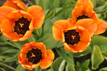 Fototapeta premium Beautifully blooming tulips. Vivid colors of flower petals.