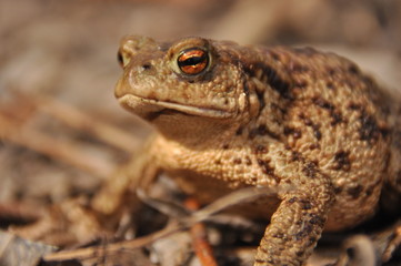 Toad. Amphibian during the spring awakening and mating