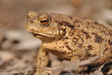 Toad. Amphibian during the spring awakening and mating