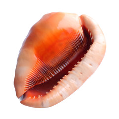  Sea shell isolated on white