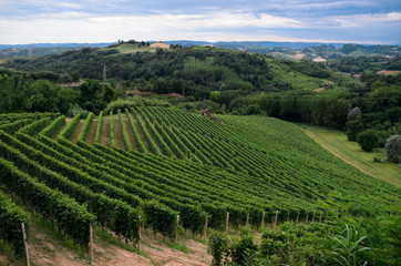 Fototapeta na wymiar Vineyards of Alba, Langhe and Roero