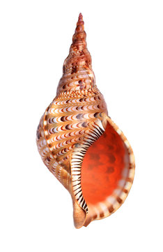Sea shell isolated on white