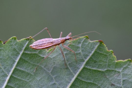Marsh Damsel Bug, Nabis limbatus