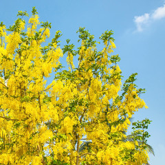 Fototapeta premium Cassia fistula