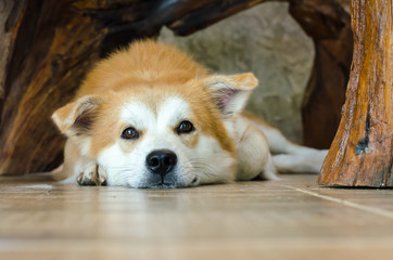 Close-up face of cute brown dog lying on floor