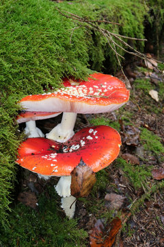 Fliegenpilz
