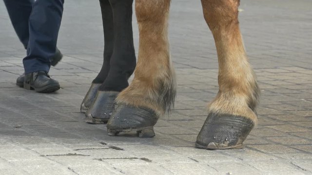 Close-up shot of horse hooves on pavement, waiting on the carriage.