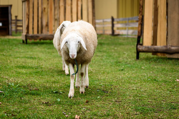 Two Sheep in a small city petting ZOO.