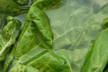 batch of rinsed lettuce leaf left immersed in water