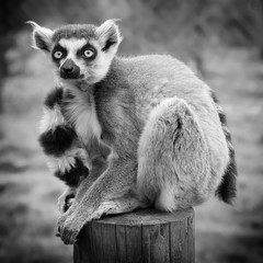 Monochrome Lemur Portrait