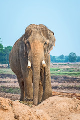 Fototapeta na wymiar Asian elephants