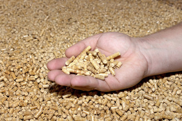 Male hand takes the wood pellets . Wood pellets used as cat litter.