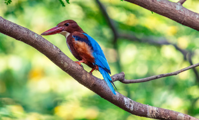 lovely kingfisher sitting in tree branch