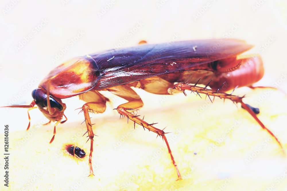 Poster brown cockroach with cockroach eggs