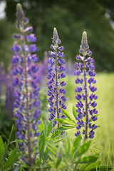 Blooming purple lupine in natural habitat