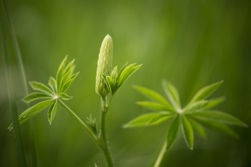 Blossom of a pupple lupine in natural habitat