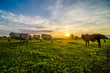 Farm cow on sunrise