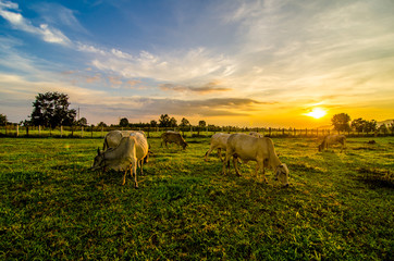 Farm cow on sunrise