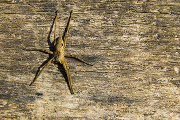 Spider on wooden background