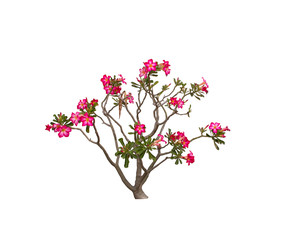 Desert Rose isolated on white background.