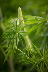 Blossom of a pupple lupine in natural habitat