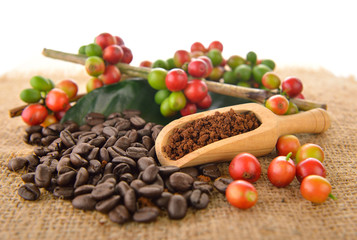 coffee beans and roasted coffee bean  on white