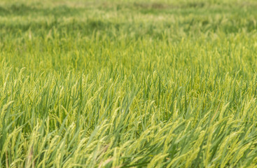 Obraz premium Rice field