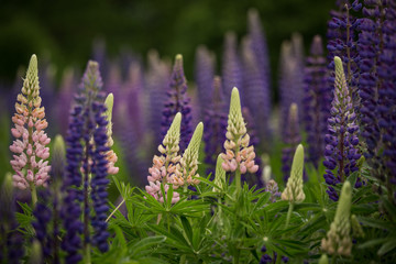 Blooming pink lupine in natural habitat