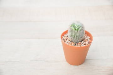 Cactus in flower pot on wood table.