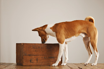 Brown and white basenji dog sniffing air and looking into a vintage brown wine box in a studio with white walls