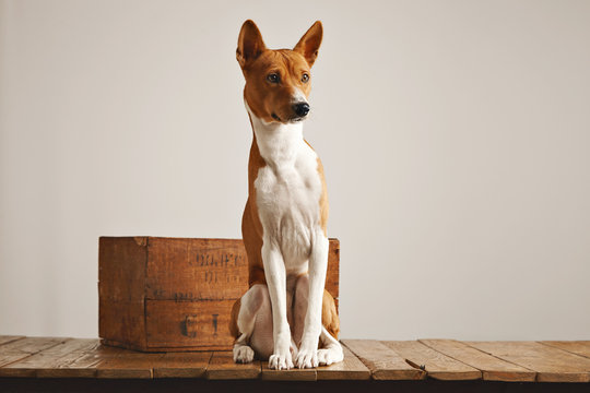 Portrait of a basenji dog sitting on a rustic brown wooden pedestal in a studio with white walls