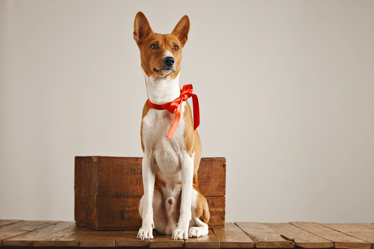 Low angle shot of a pretty dog with a sateen bow sitting next to a vintage wooden crate in a studio with white walls
