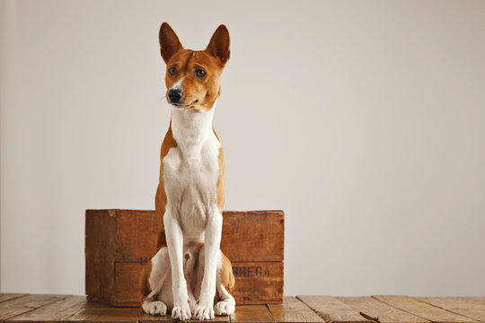 Cute brown and white basenji dog sitting up next to a small vintage wooden box in a studio with white walls
