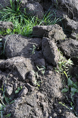 Soil, cultivated dirt, earth, ground, gray land background. Orga
