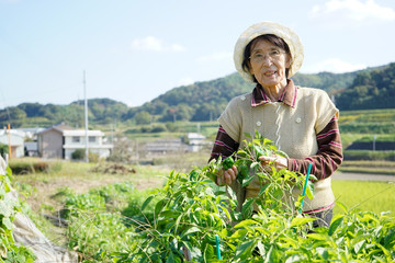 Naklejka na ściany i meble Senior woman harvesting organic vegetables in her garden