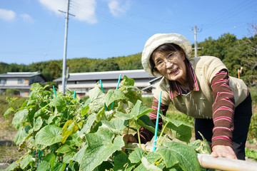 Senior woman harvesting organic vegetables in her garden